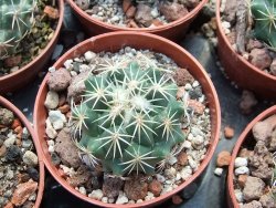 Coryphantha tripugionacantha PP1012 Tepetatita pot 5,5 cm seedling - 12398986