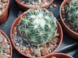 Coryphantha tripugionacantha PP1012 Tepetatita pot 5,5 cm seedling - 12398987