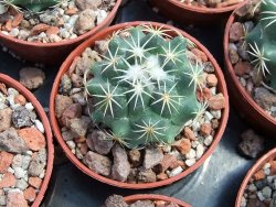 Coryphantha tripugionacantha PP1012 Tepetatita pot 5,5 cm seedling - 12398988