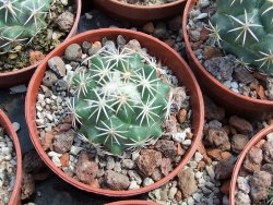 Coryphantha tripugionacantha PP1012 Tepetatita pot 5,5 cm seedling - 12398989