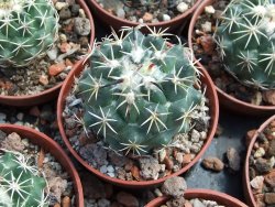Coryphantha tripugionacantha PP1012 Tepetatita pot 5,5 cm seedling - 12398990
