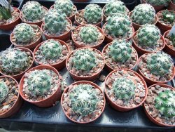Coryphantha tripugionacantha PP1012 Tepetatita pot 5,5 cm seedling - 12398992