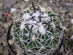 Coryphantha tripugionacantha PP1012 Tepetatita pot 5,5 cm seedling - 12400781