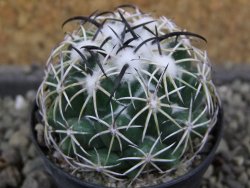 Coryphantha tripugionacantha PP1012 Tepetatita pot 5,5 cm seedling - 12400782
