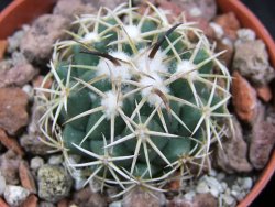 Coryphantha tripugionacantha PP1012 Tepetatita pot 5,5 cm seedling