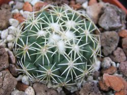 Coryphantha tripugionacantha PP1012 Tepetatita pot 5,5 cm seedling - 12400784