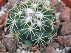 Coryphantha tripugionacantha PP1012 Tepetatita pot 5,5 cm seedling - 12400785