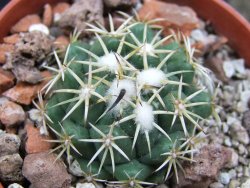 Coryphantha tripugionacantha PP1012 Tepetatita pot 5,5 cm seedling - 12400786
