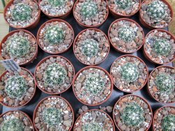 Coryphantha tripugionacantha PP1012 Tepetatita pot 5,5 cm seedling - 12400787