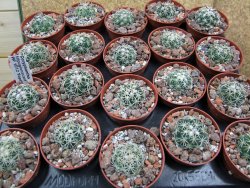 Coryphantha tripugionacantha PP1012 Tepetatita pot 5,5 cm seedling - 12400788