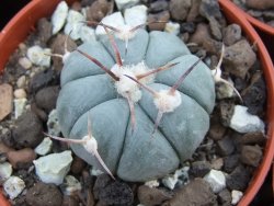 Echinocactus horizonthalonius Entrogue Huizache pot 5,5 cm - 12394982