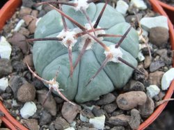 Echinocactus horizonthalonius Entrogue Huizache pot 5,5 cm - 12394983