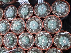 Echinocactus horizonthalonius Entrogue Huizache pot 5,5 cm - 12394984