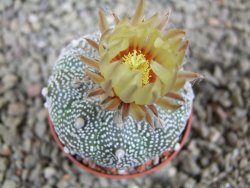 Astrophytum X Super Kabuto pot 5,5 cm - 12391990