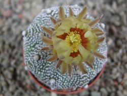 Astrophytum X Super Kabuto pot 5,5 cm - 12391991