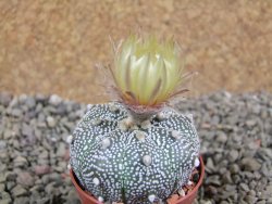 Astrophytum X Super Kabuto pot 5,5 cm - 12391992