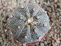 Astrophytum X Super Kabuto pot 5,5 cm - 12391993