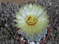 Astrophytum Hanazano Kabuto hybrid Snowy pot 5,5 cm - 12392025