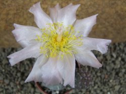 Tephrocactus geometricus pot 5,5 cm - 12392213