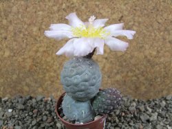 Tephrocactus geometricus pot 5,5 cm - 12392214