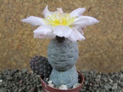 Tephrocactus geometricus pot 5,5 cm - 12392215