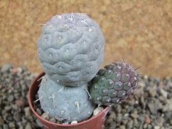 Tephrocactus geometricus pot 5,5 cm - 12392216