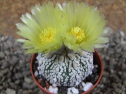 Astrophytum Super Kabuto hybrid pot 5,5 cm