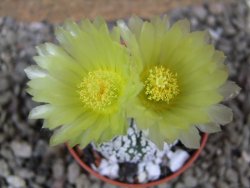 Astrophytum Super Kabuto hybrid pot 5,5 cm - 12392280