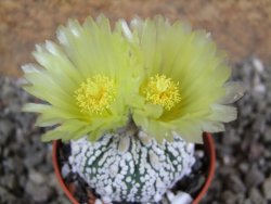 Astrophytum Super Kabuto hybrid pot 5,5 cm - 12392281