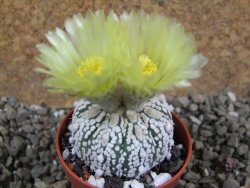 Astrophytum Super Kabuto hybrid pot 5,5 cm - 12392282