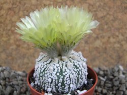 Astrophytum Super Kabuto hybrid pot 5,5 cm - 12392283
