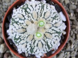 Astrophytum Super Kabuto hybrid pot 5,5 cm - 12392284