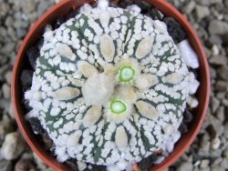 Astrophytum Super Kabuto hybrid pot 5,5 cm - 12392285