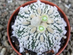 Astrophytum Super Kabuto hybrid pot 5,5 cm - 12392286