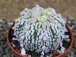 Astrophytum Super Kabuto hybrid pot 5,5 cm - 12392287