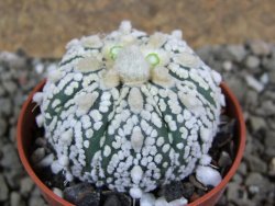 Astrophytum Super Kabuto hybrid pot 5,5 cm - 12392288