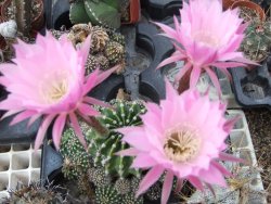 Echinopsis hybrid offshoot 2,5 cm - 12392299