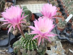 Echinopsis hybrid offshoot 2,5 cm - 12392300