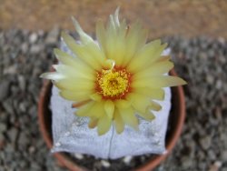 Asrophytum coahuilense Hakuran quadricostatum pot 8 cm Roubovaný - 12392348