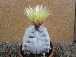 Asrophytum coahuilense Hakuran quadricostatum pot 8 cm Roubovaný - 12392349