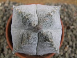 Asrophytum coahuilense Hakuran quadricostatum pot 8 cm Roubovaný - 12392350