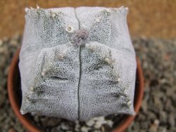 Asrophytum coahuilense Hakuran quadricostatum pot 8 cm Roubovaný - 12392351