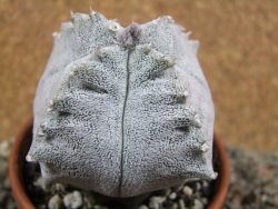 Asrophytum coahuilense Hakuran quadricostatum pot 8 cm Roubovaný - 12392352