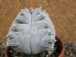 Asrophytum coahuilense Hakuran quadricostatum pot 8 cm Roubovaný - 12392353