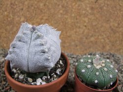 Asrophytum coahuilense Hakuran quadricostatum pot 8 cm Roubovaný - 12392354