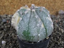 Astrophytum Z Jasenné variegata, 5,5 cm - 12405808