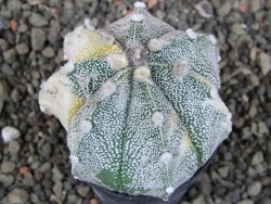 Astrophytum Z Jasenné variegata, 5,5 cm - 12405809