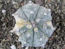 Astrophytum Z Jasenné variegata, 5,5 cm