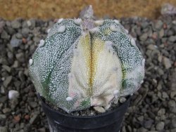 Astrophytum Z Jasenné variegata, 5,5 cm - 12405811