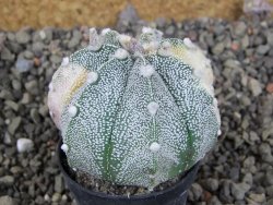 Astrophytum Z Jasenné variegata, 5,5 cm - 12405812